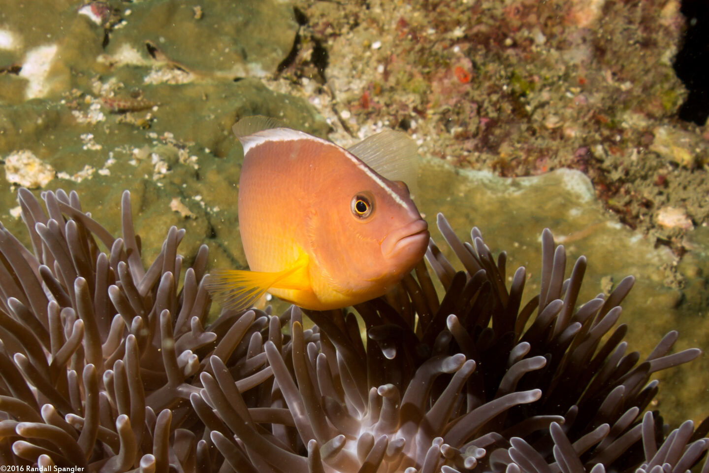 Amphiprion akallopisos (Skunk Anemonefish)