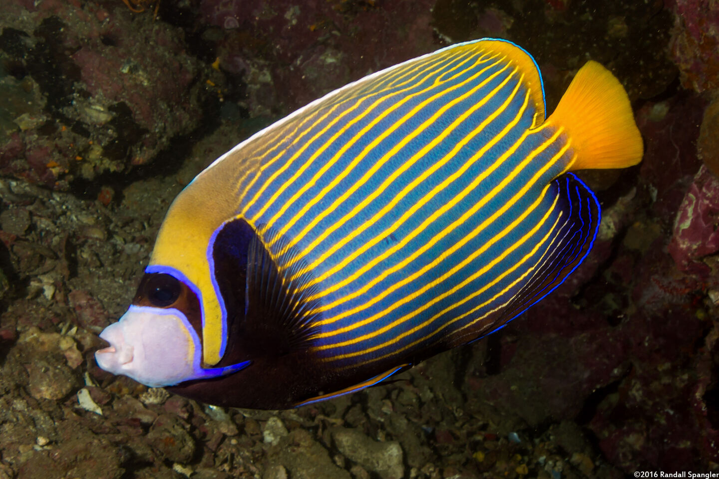 Pomacanthus imperator (Emperor Angelfish)