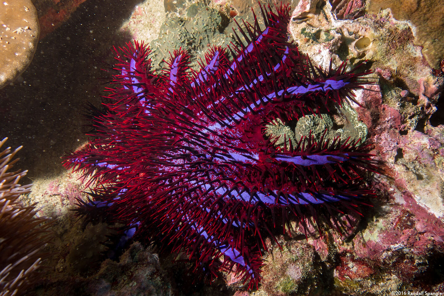 Acanthaster planci (Indian Crown-of-Thorns Star)