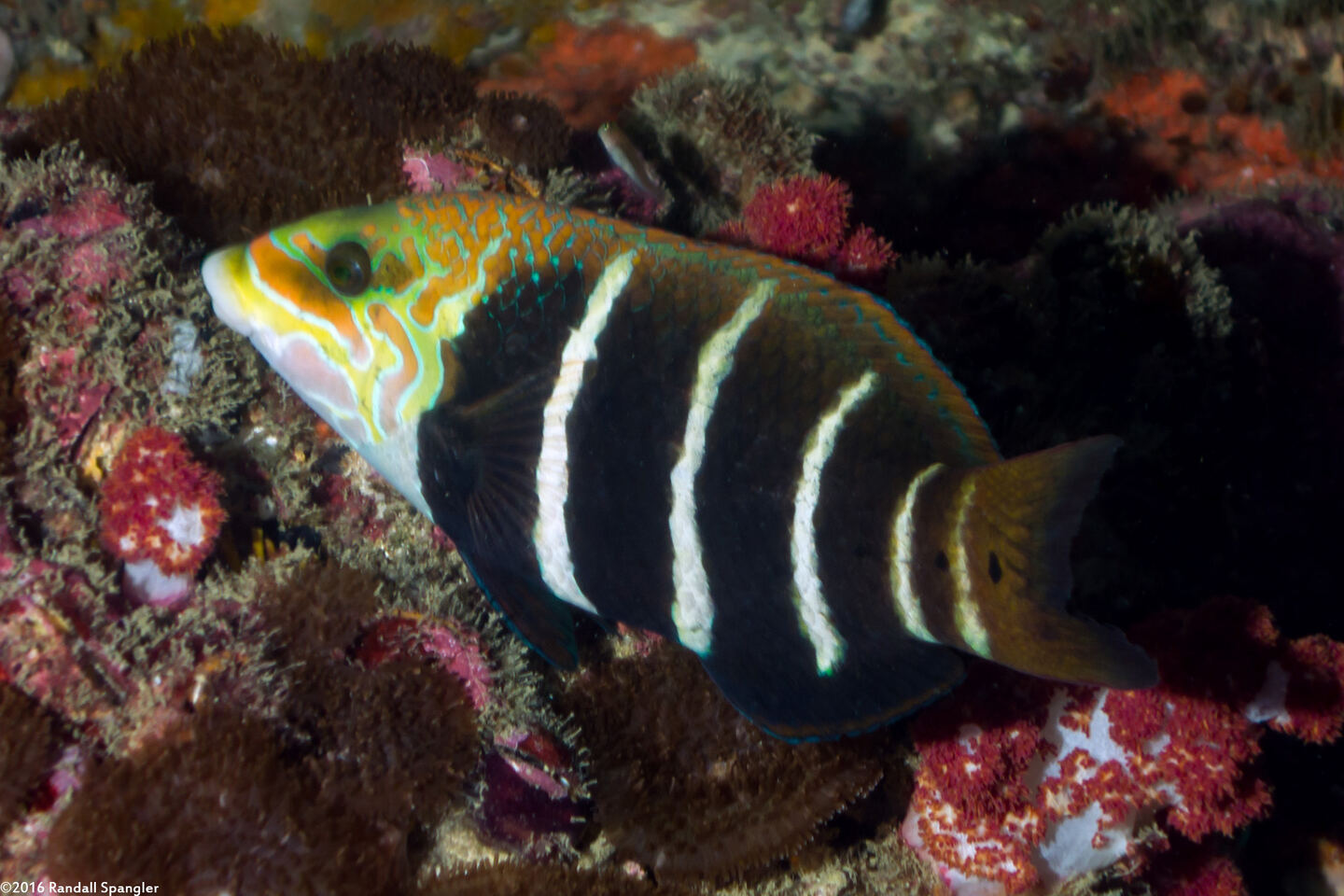 Hemigymnus fasciatus (Barred Thicklip)