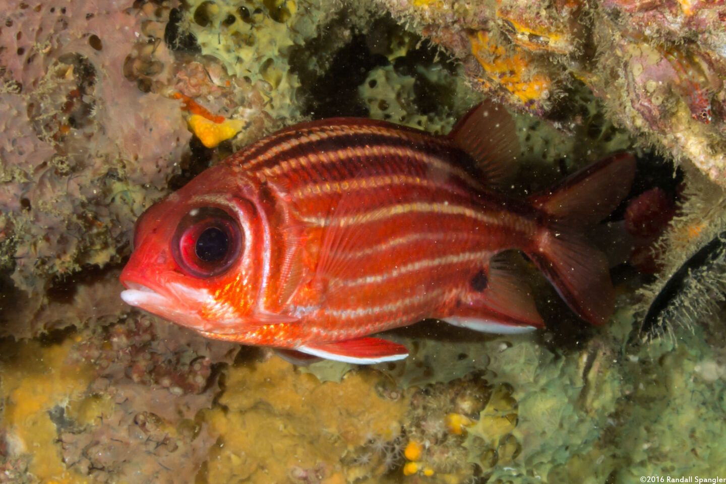 Sargocentron cornutum (Threespot Squirrelfish)