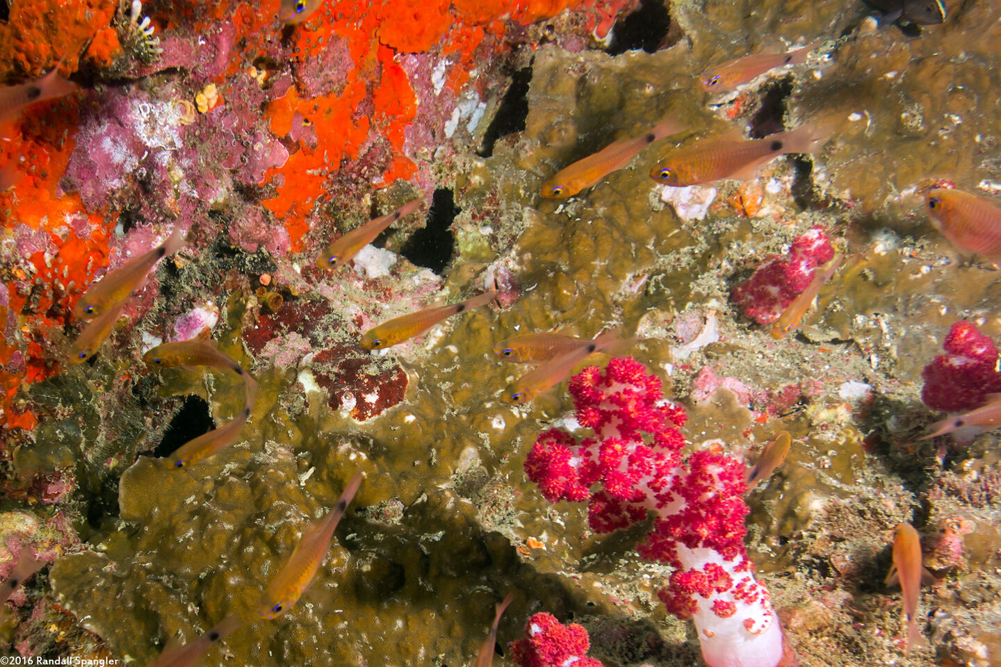 Taeniamia fucata (Orangelined Cardinalfish)