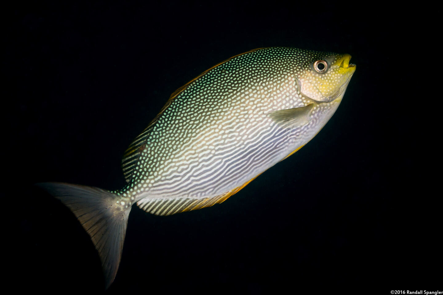 Siganus javus (Java Rabbitfish)