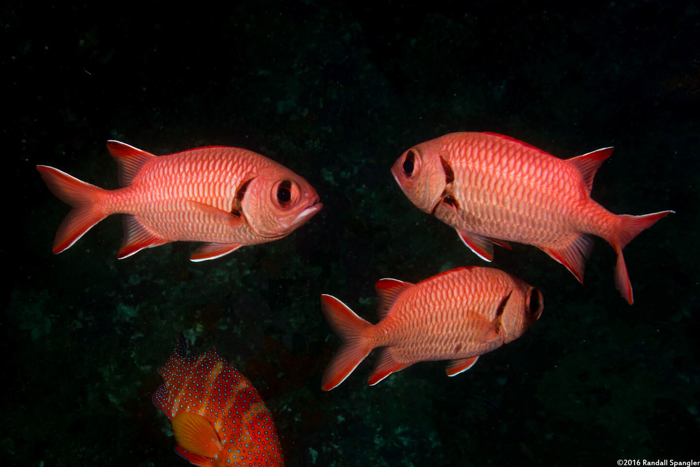 Myripristis berndti (Bigscale Soldierfish)
