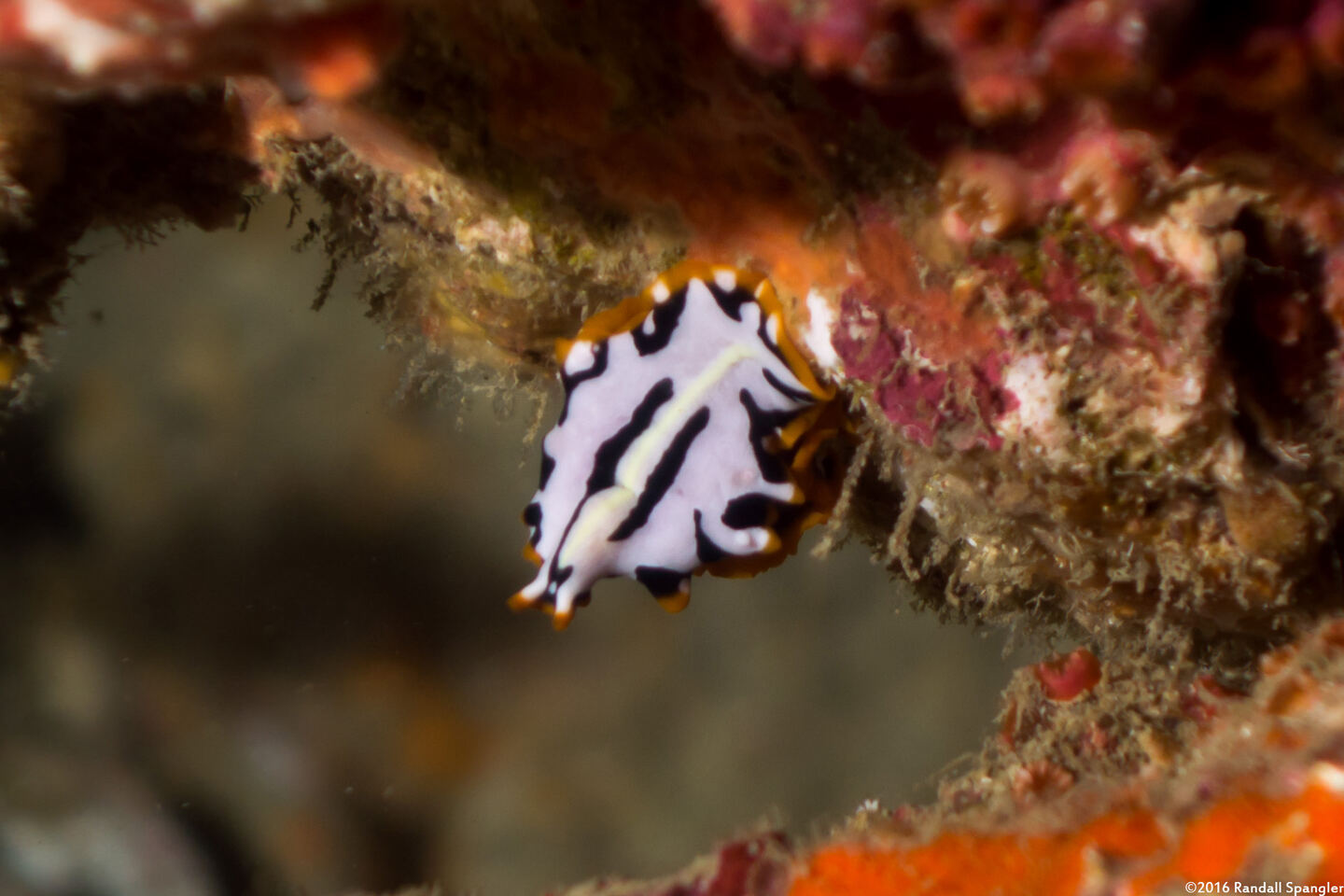 Pseudoceros scriptus (Script Flatworm)