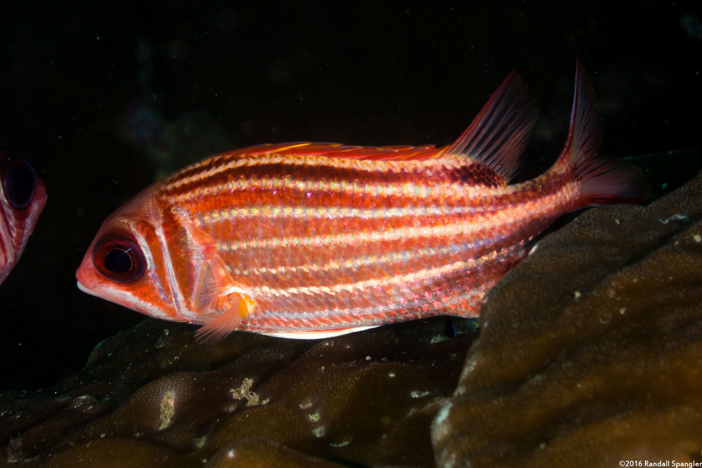 Sargocentron cornutum (Threespot Squirrelfish)