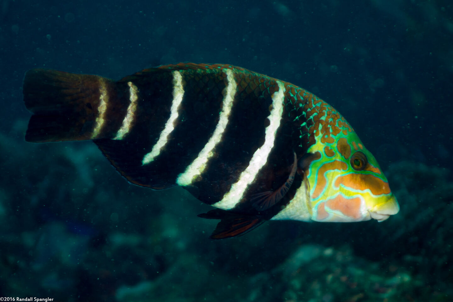 Hemigymnus fasciatus (Barred Thicklip)