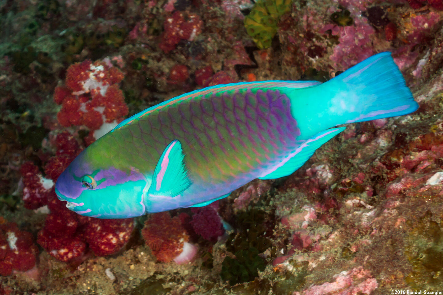 Chlorurus sordidus (Daisy Parrotfish)