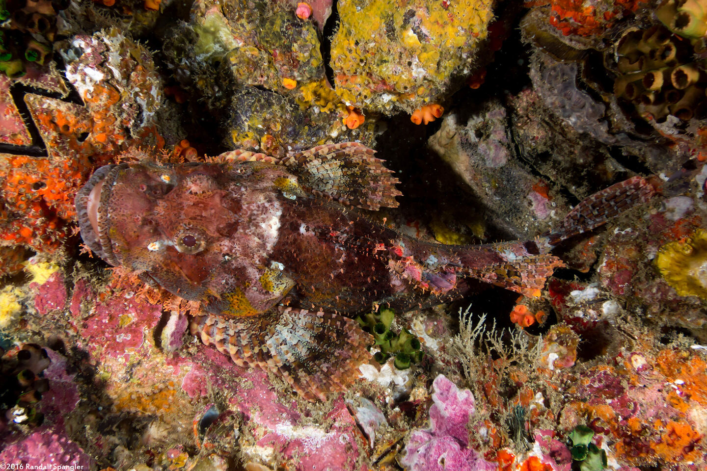 Scorpaenopsis oxycephala (Tasseled Scorpionfish)