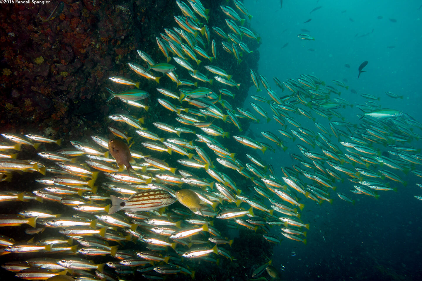 Lutjanus biguttatus (Twospot Snapper)