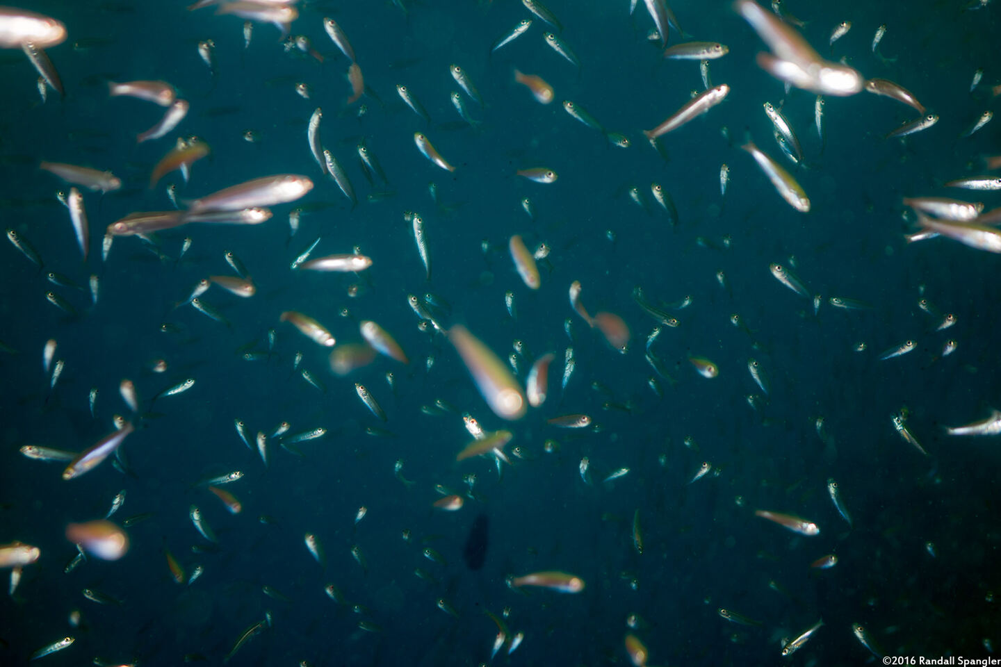 Atherinomorus lacunosus (Robust Silverside)