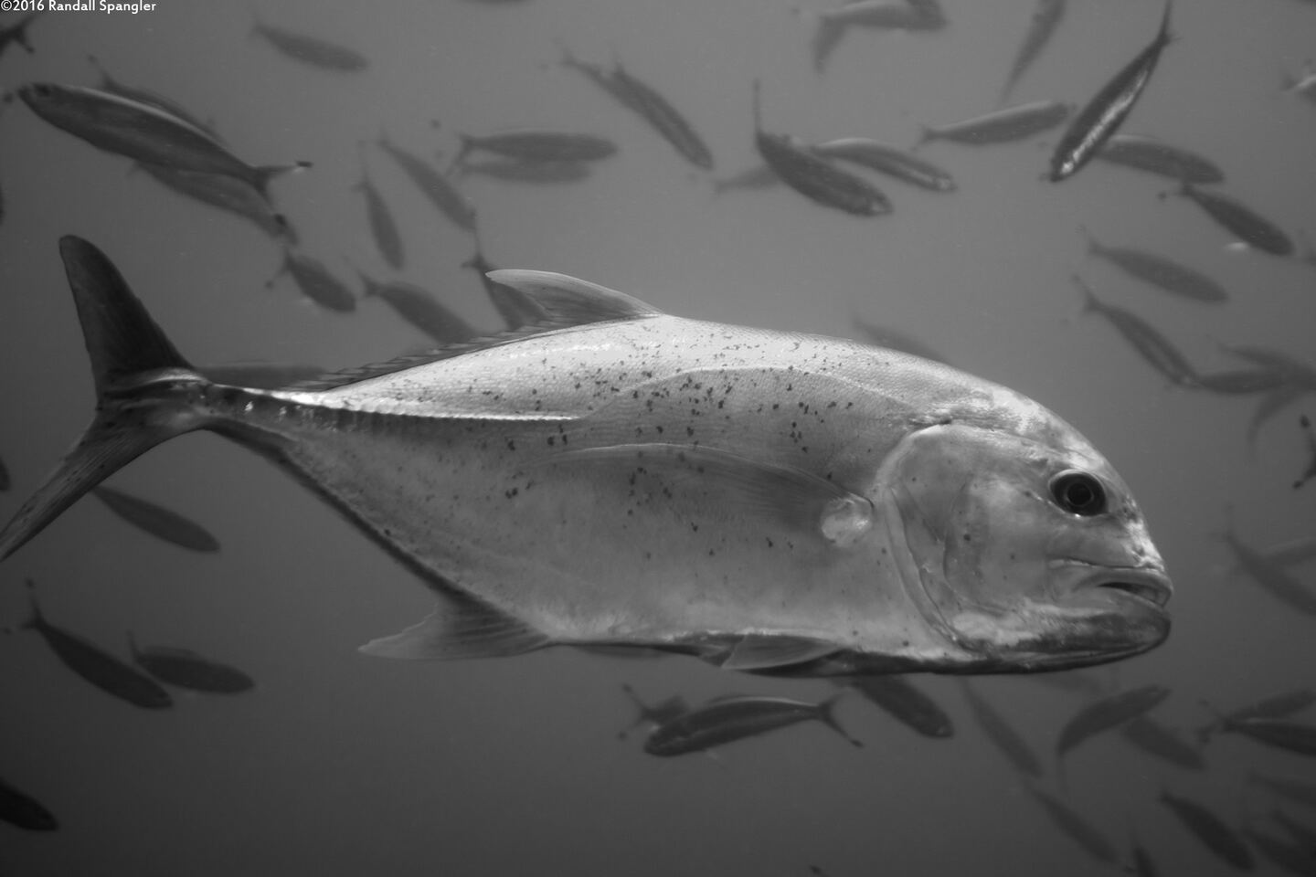 Caranx ignobilis (Giant Trevally)