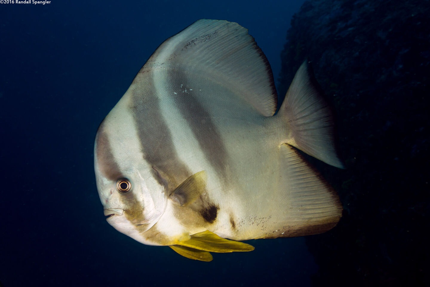 Platax teira (Longfin Spadefish)