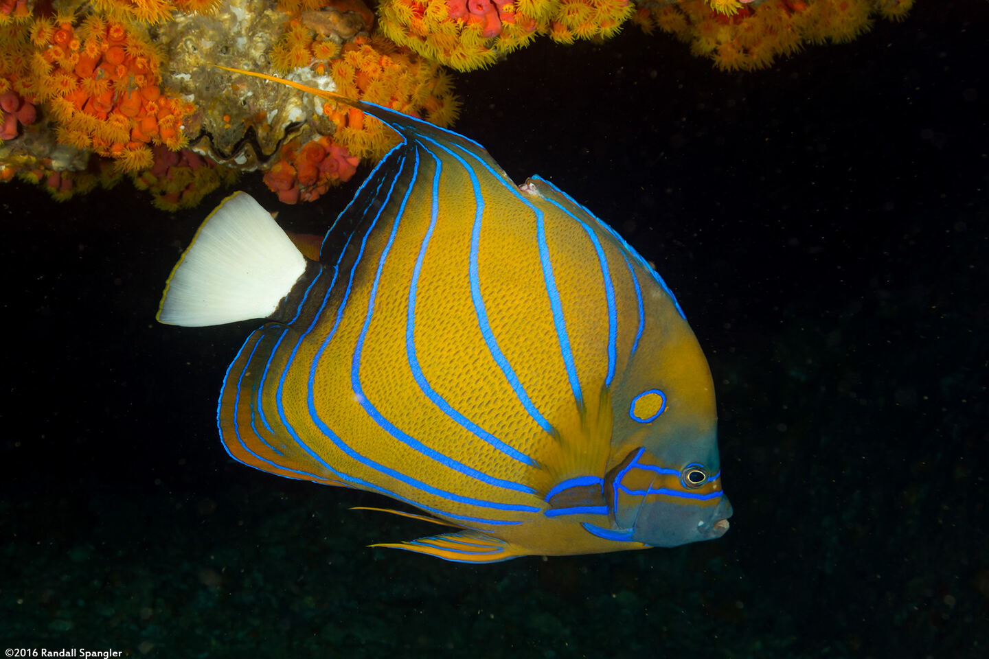 Pomacanthus annularis (Blue-Ringed Angelfish)