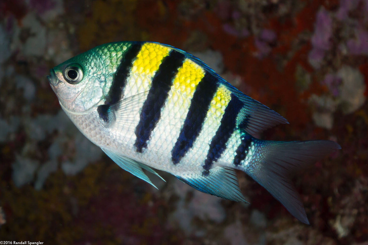 Abudefduf vaigiensis (Indo-Pacific Sergeant)