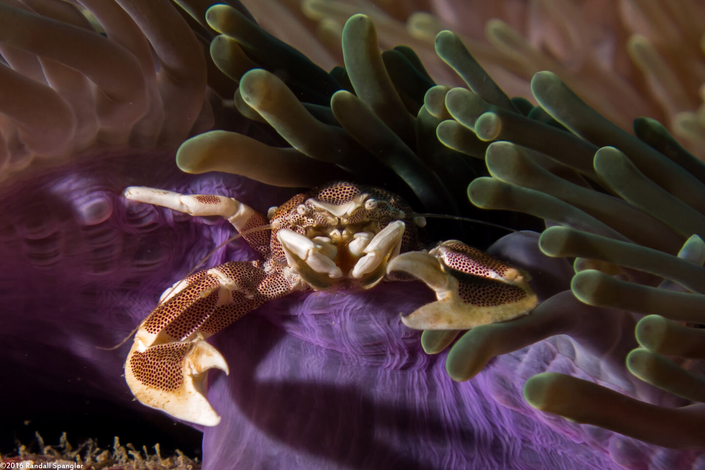 Neopetrolisthes maculatus (Spotted Porcelain Crab)