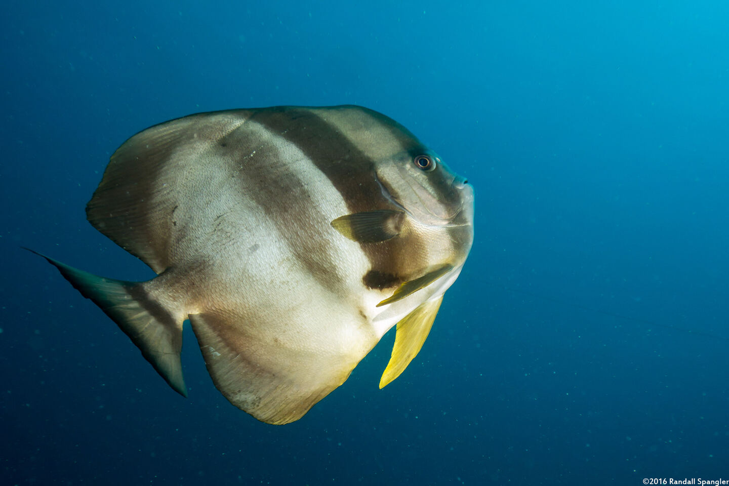Platax teira (Longfin Spadefish)