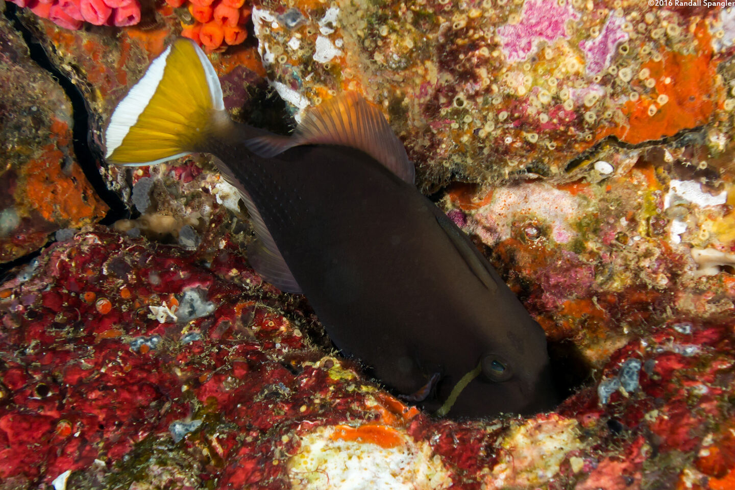 Sufflamen chrysopterum (Flagtail Triggerfish)