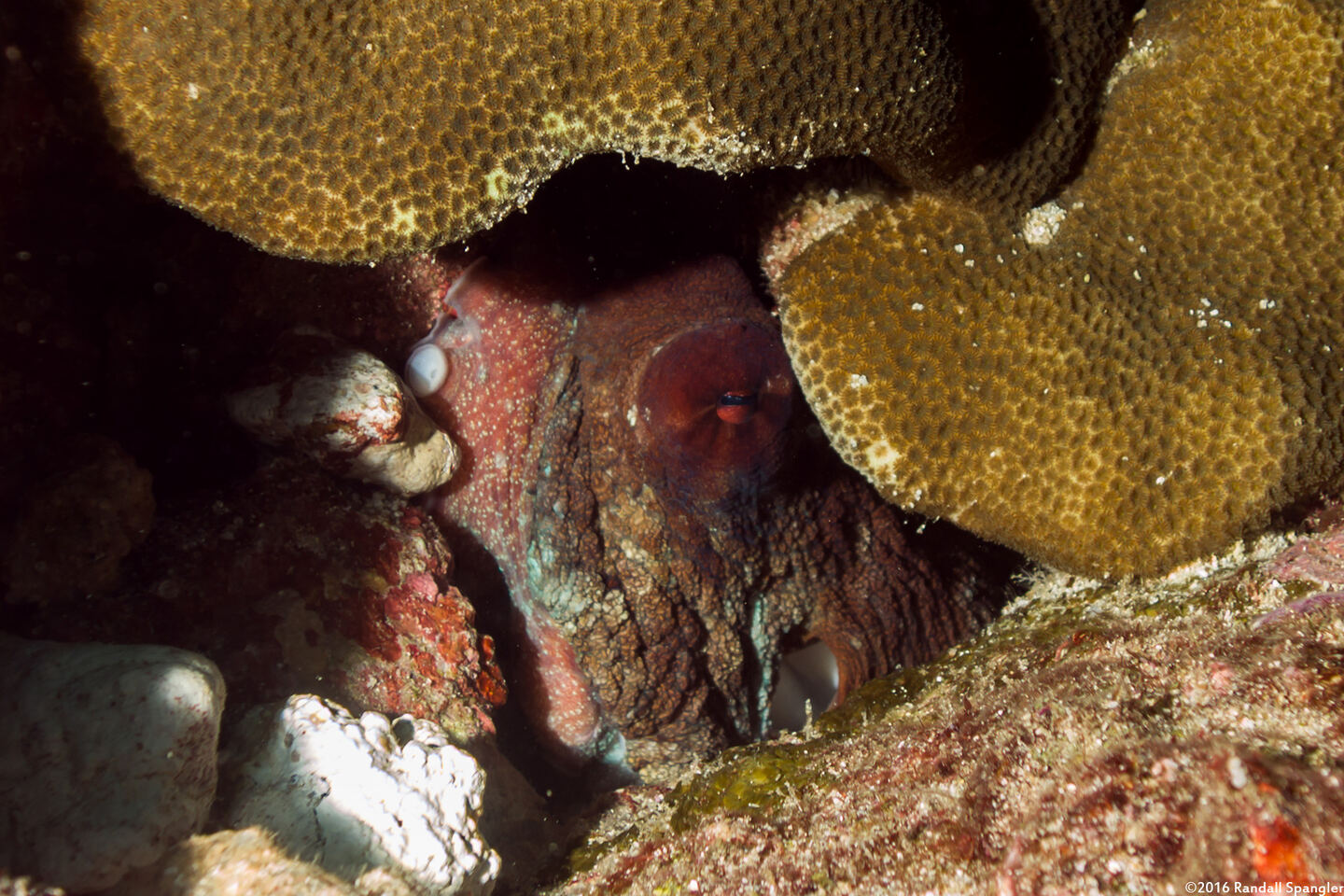 Octopus cyanea (Day Octopus)