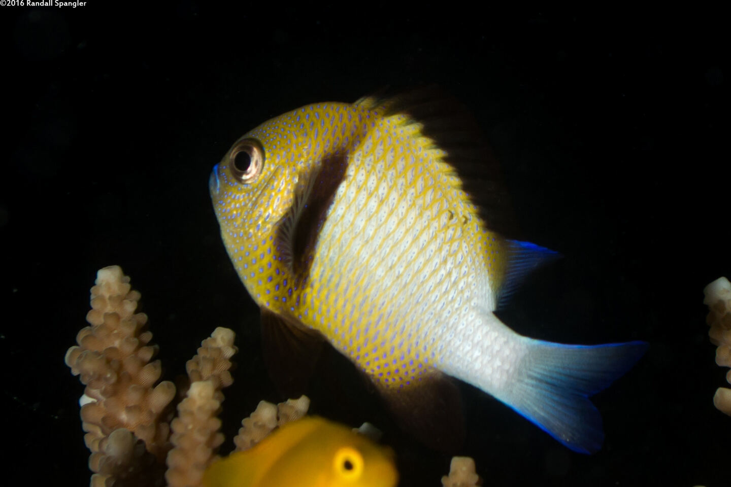 Dascyllus carneus (Indian Dascyllus)