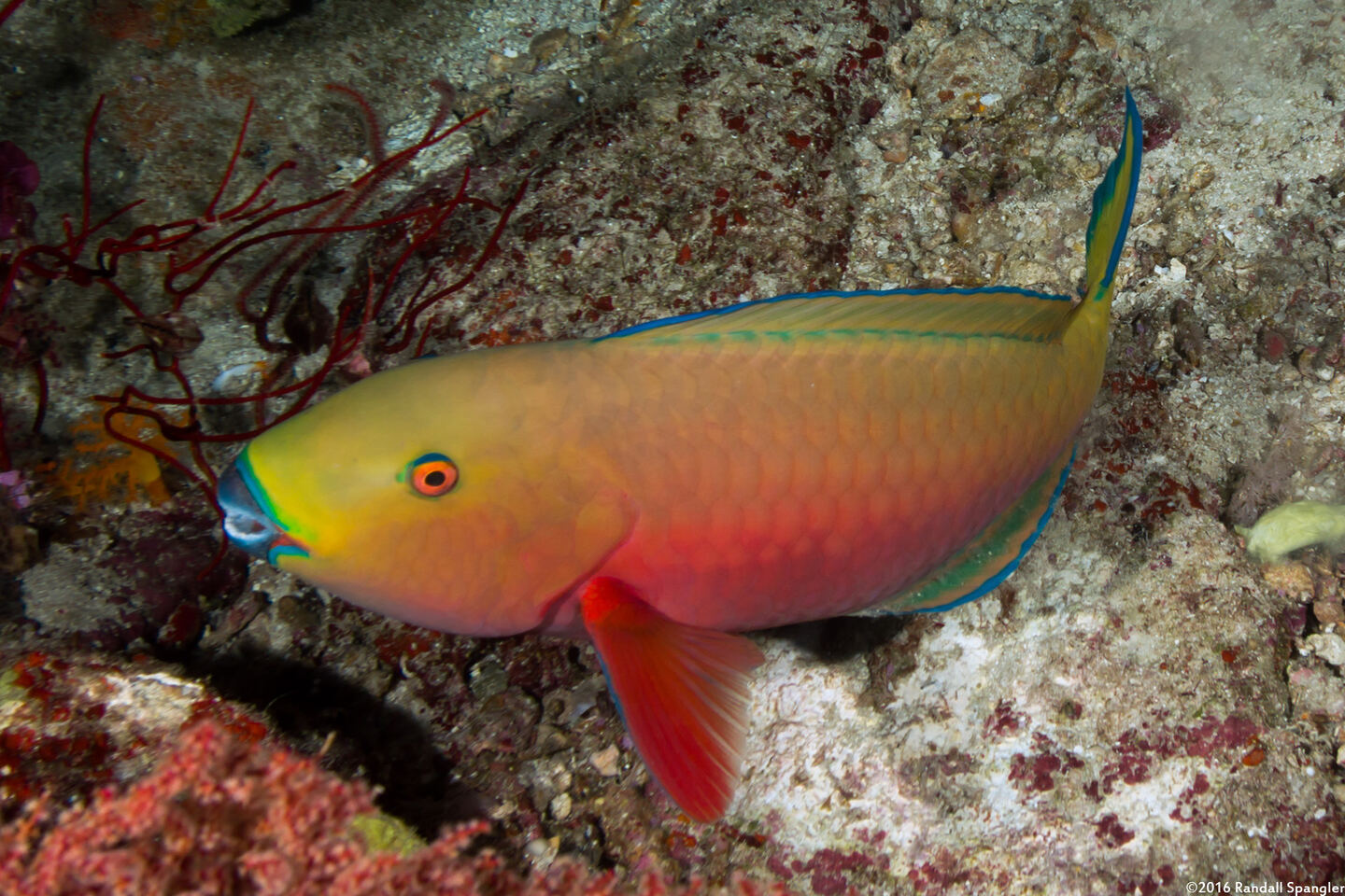 Chlorurus strongylocephalus (Roundhead Parrotfish)