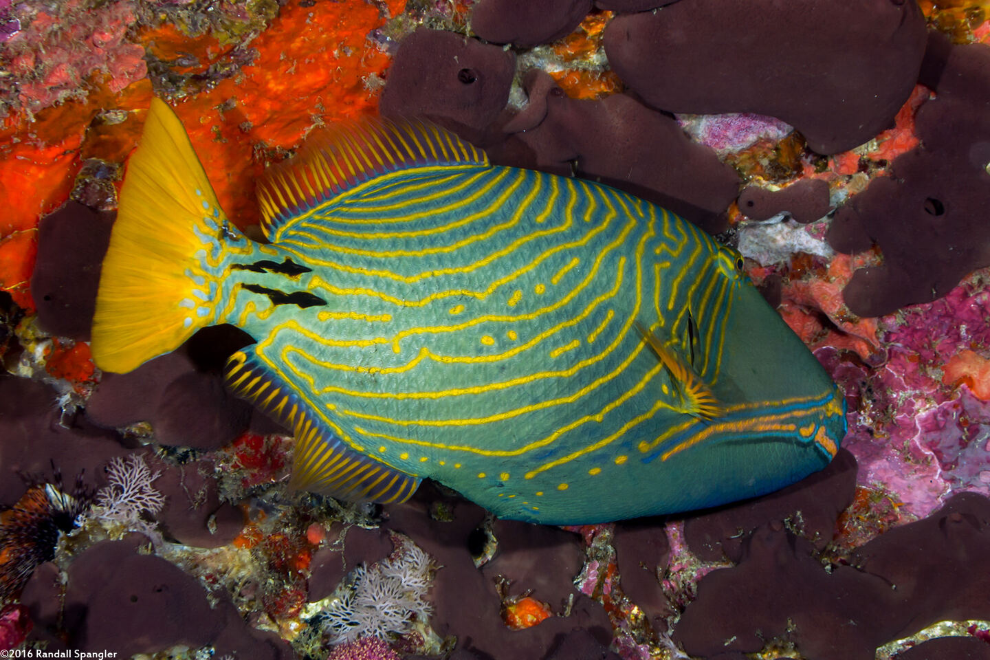 Balistapus undulatus (Orange-Lined Triggerfish)