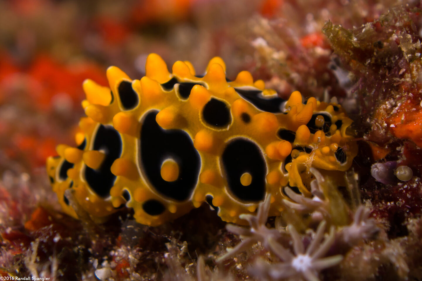 Phyllidia ocellata (Ocellated Phyllidia)