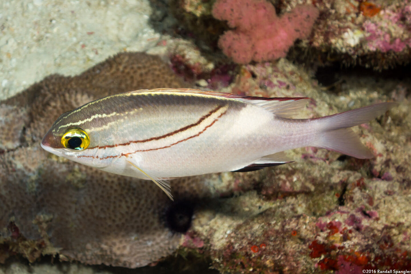 Scolopsis bilineata (Bridled Monocle Bream)