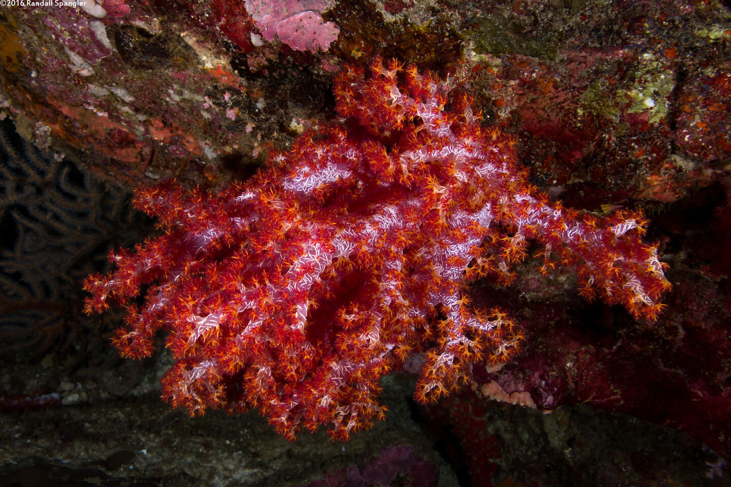 Dendronephthya sp.1 (Dendronephthya)