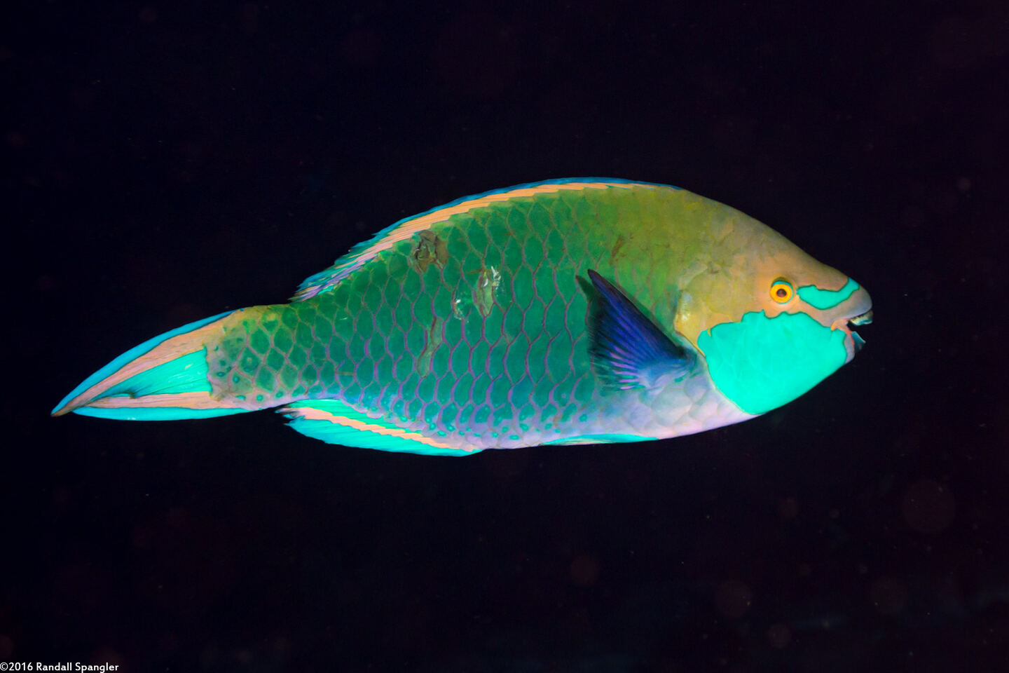 Scarus prasiognathos (Greenthroat Parrotfish)