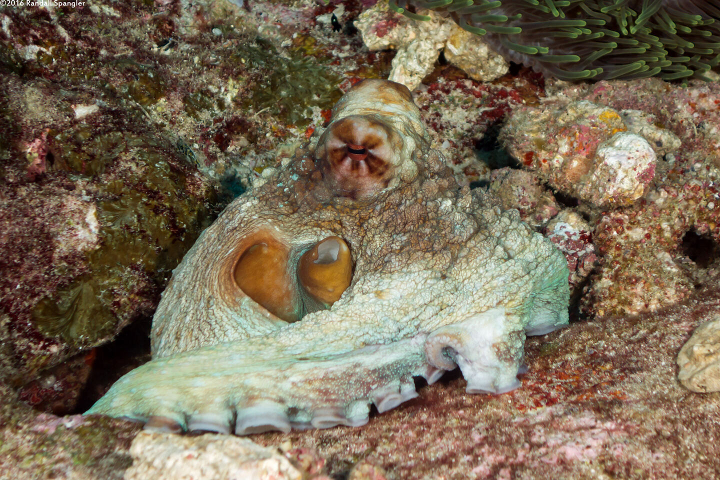 Octopus cyanea (Day Octopus)