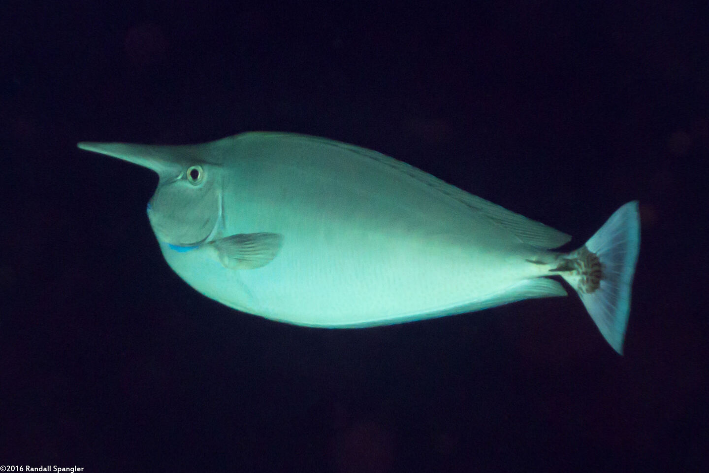 Naso brevirostris (Paletail Unicornfish)