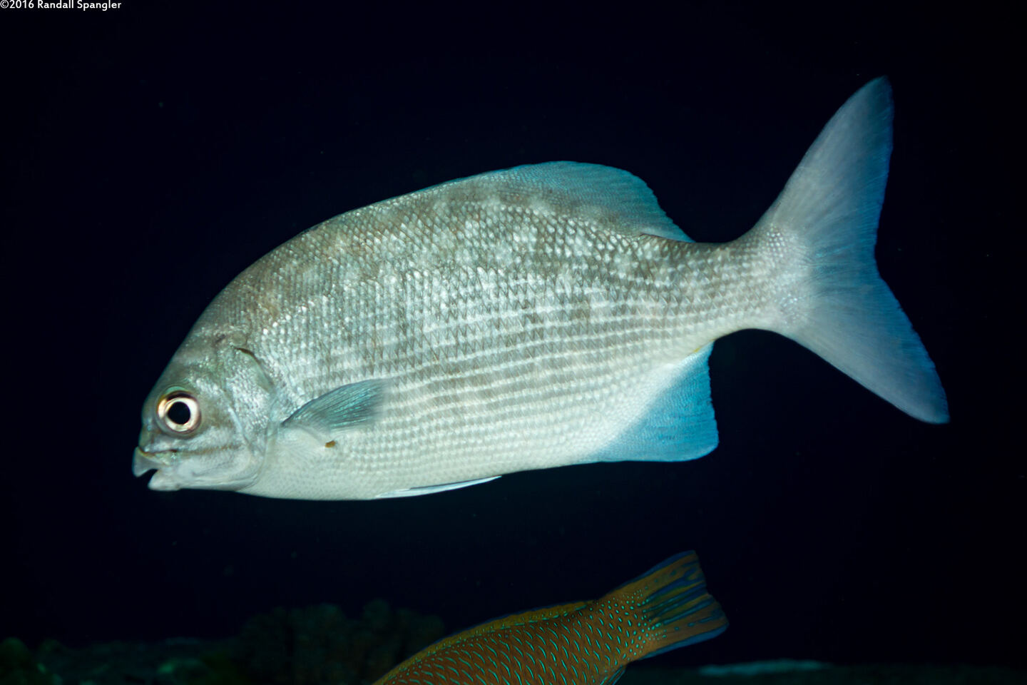 Kyphosus cinerascens (Topsail Chub)