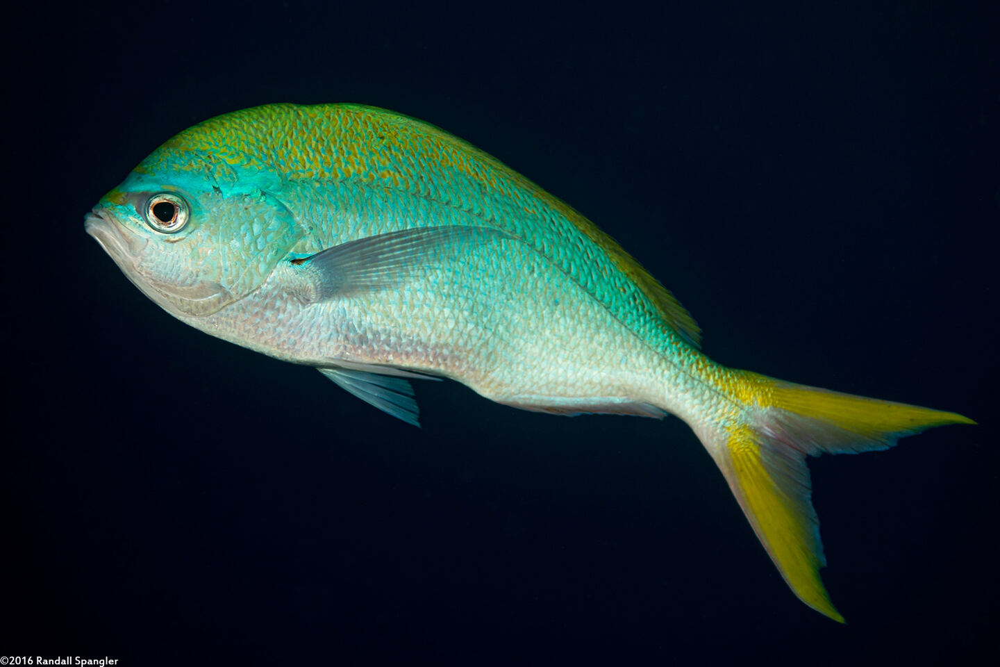 Caesio cuning (Yellowtail Fusilier)