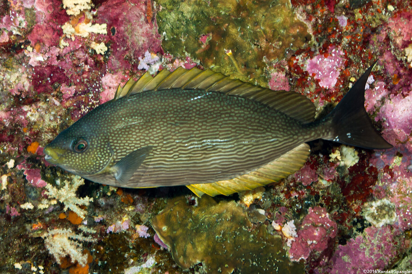 Siganus javus (Java Rabbitfish)
