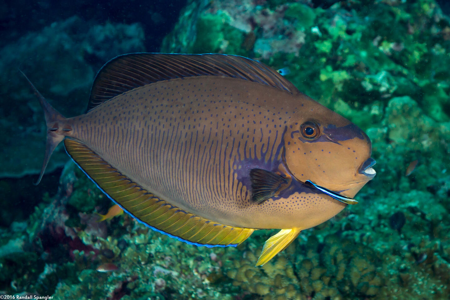 Naso vlamingii (Bignose Unicornfish)