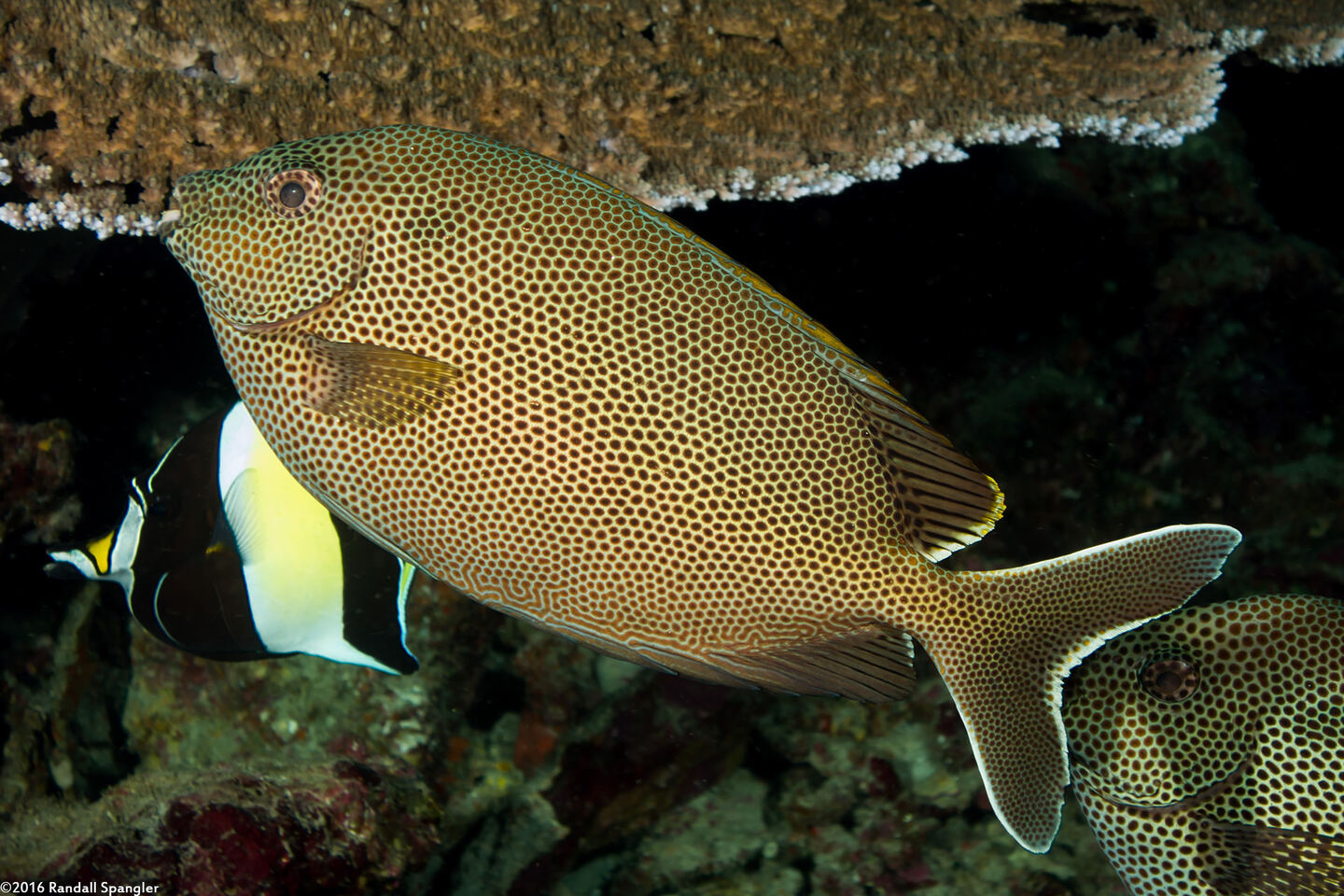 Siganus stellatus (Honeycomb Rabbitfish)