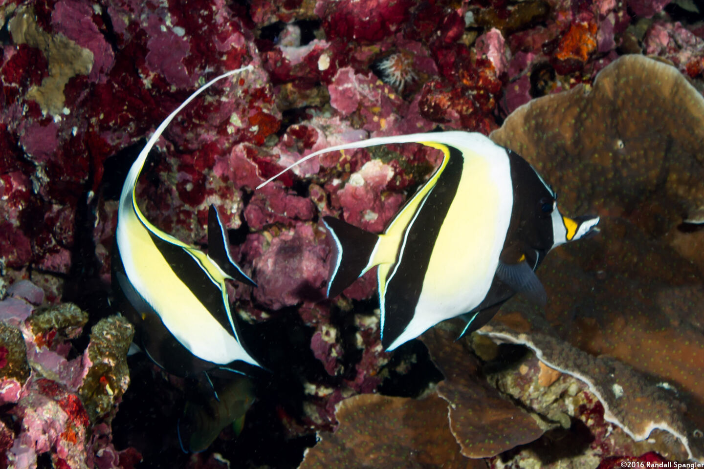 Zanclus cornutus (Moorish Idol)