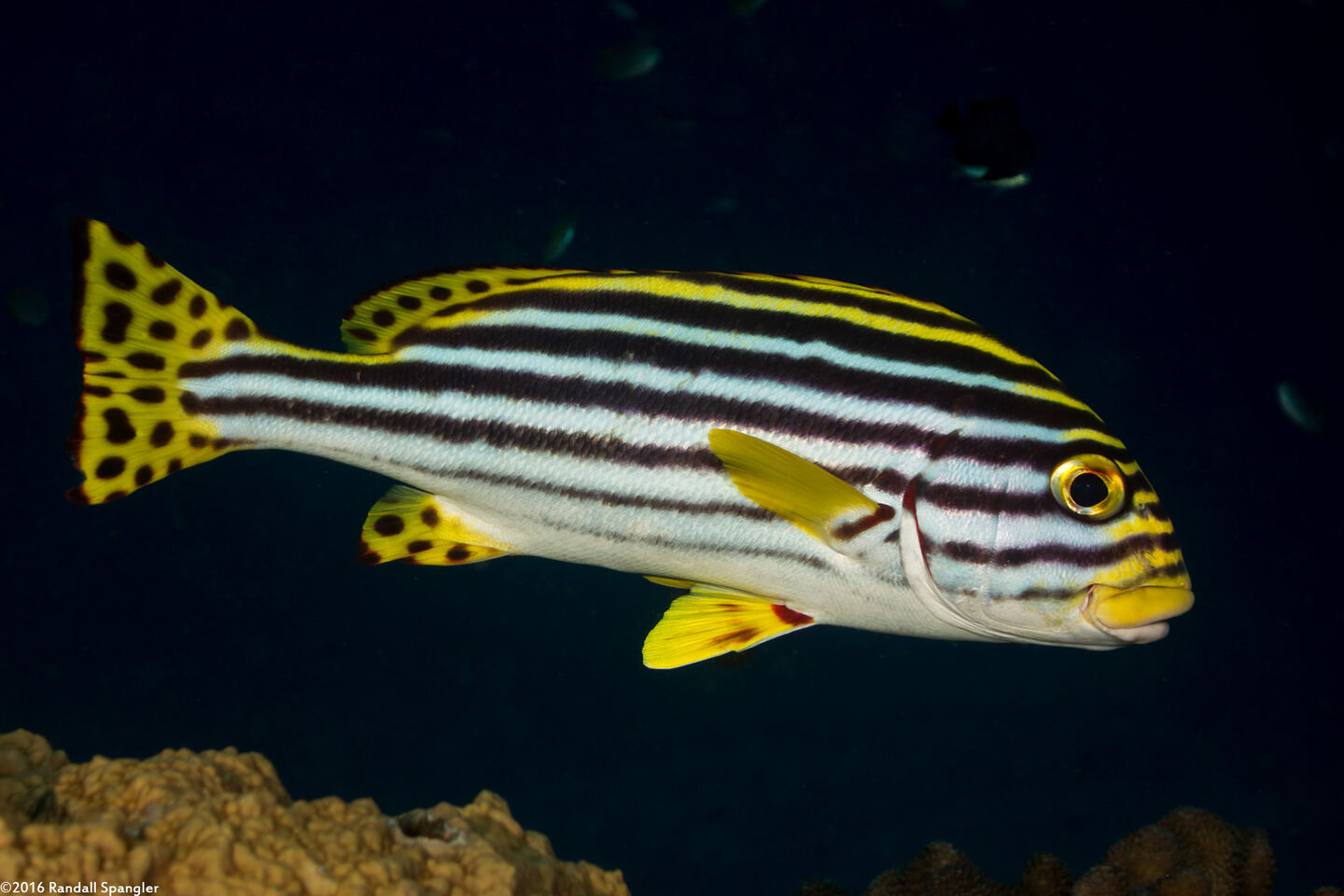 Plectorhinchus vittatus (Oriental Sweetlips)