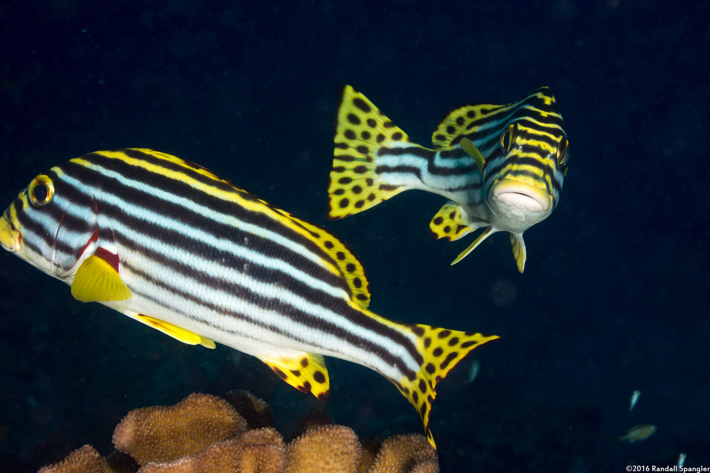 Plectorhinchus vittatus (Oriental Sweetlips)