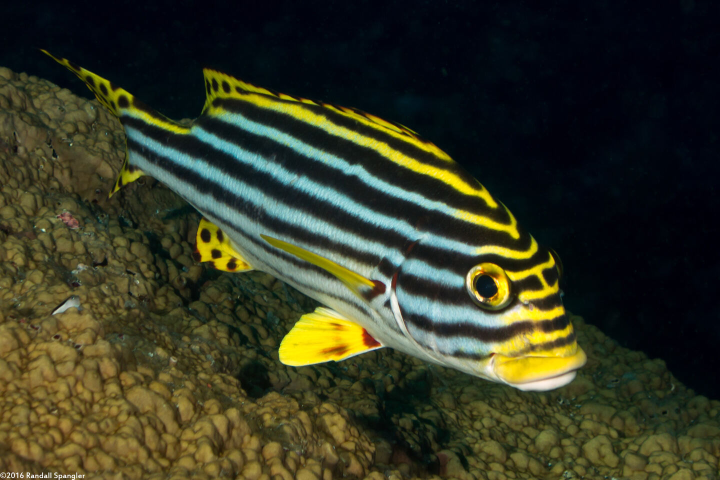 Plectorhinchus vittatus (Oriental Sweetlips)