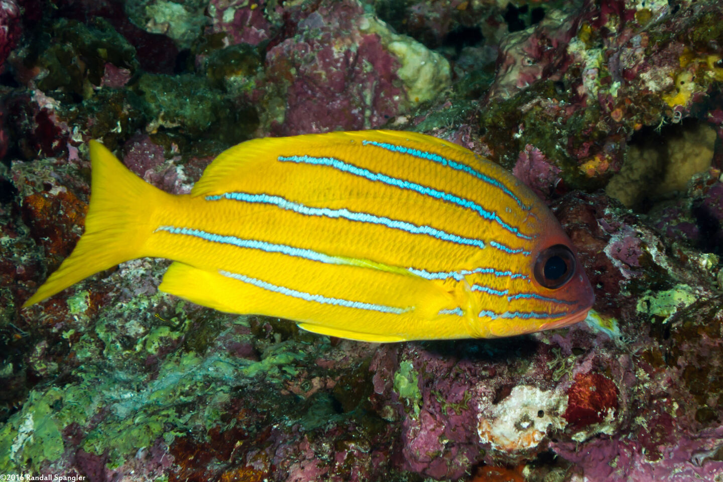 Lutjanus quinquelineatus (Five-Lined Snapper)