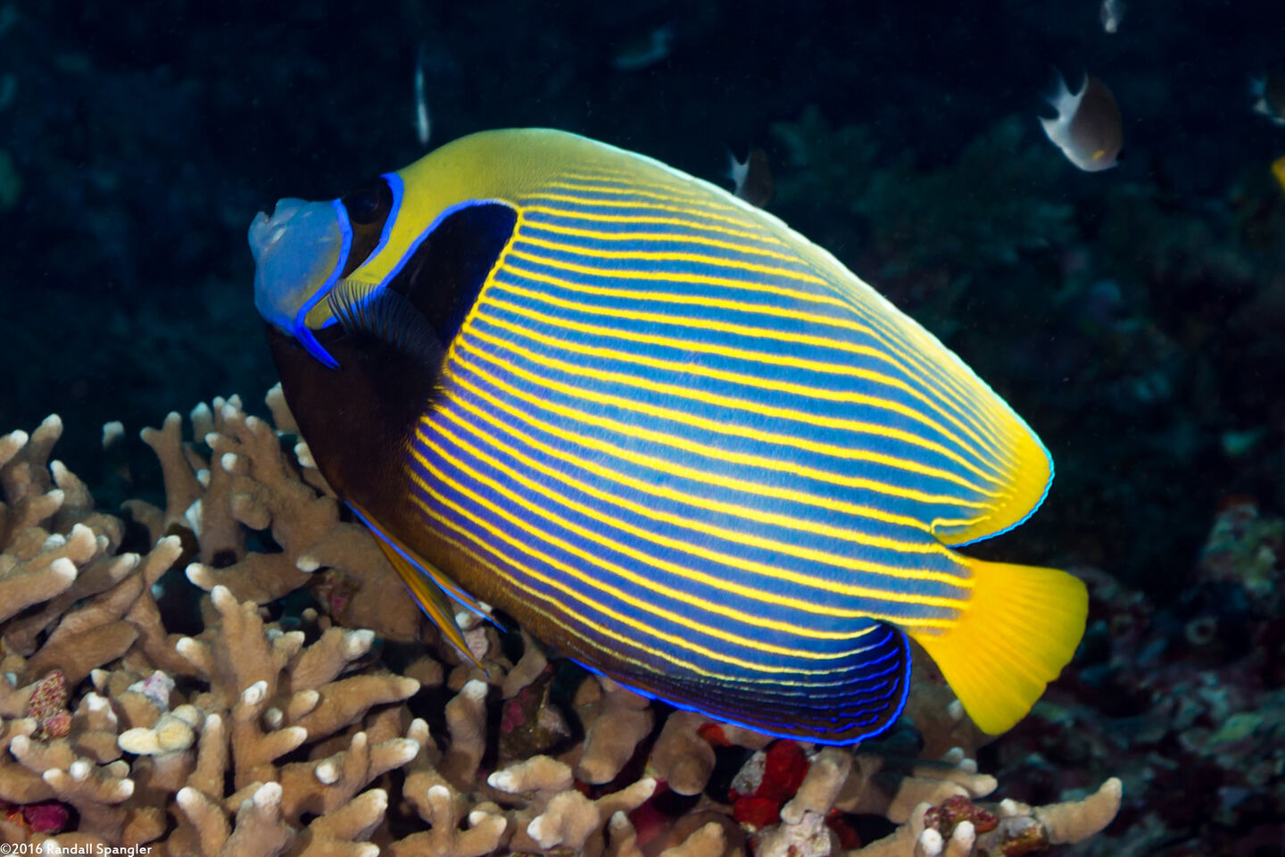 Pomacanthus imperator (Emperor Angelfish)