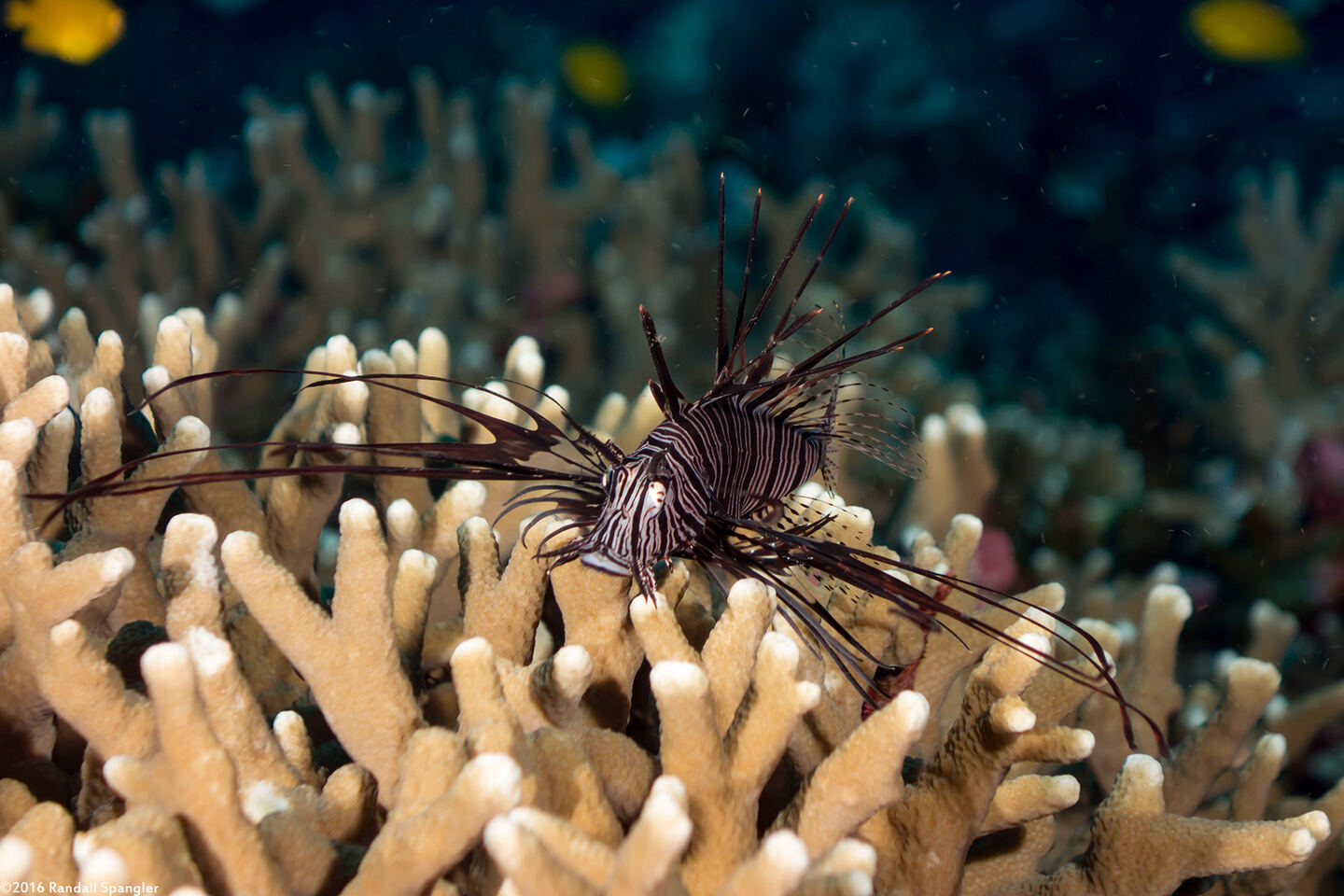 Pterois miles (Indian Lionfish)