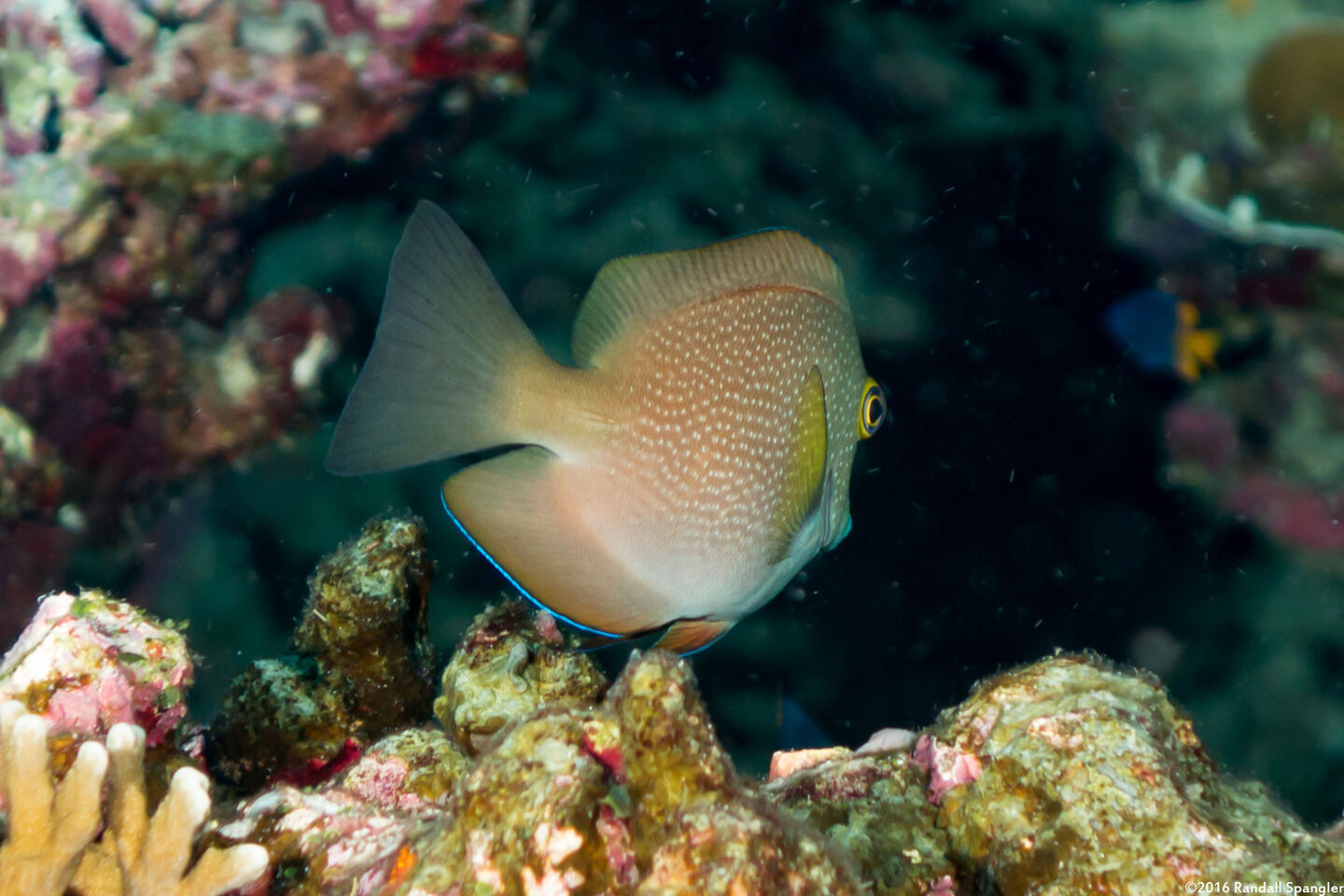 Ctenochaetus truncatus (Yelloweye Bristletooth)