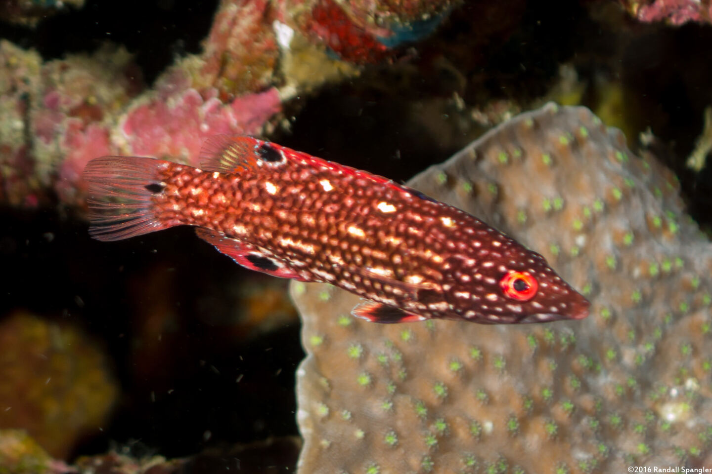 Bodianus diana (Diana's Hogfish)