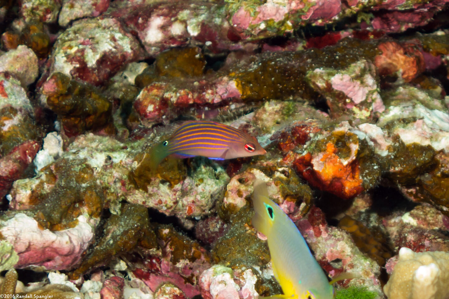 Pseudocheilinus hexataenia (Sixstripe Wrasse)