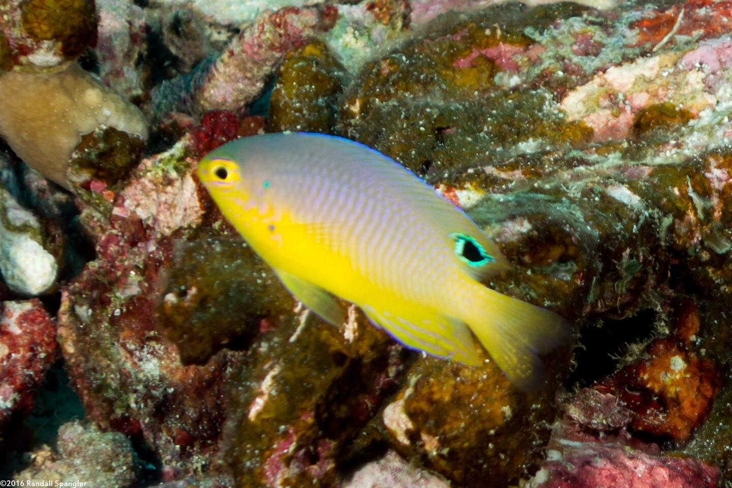 Pomacentrus proteus (Colombo Damsel)