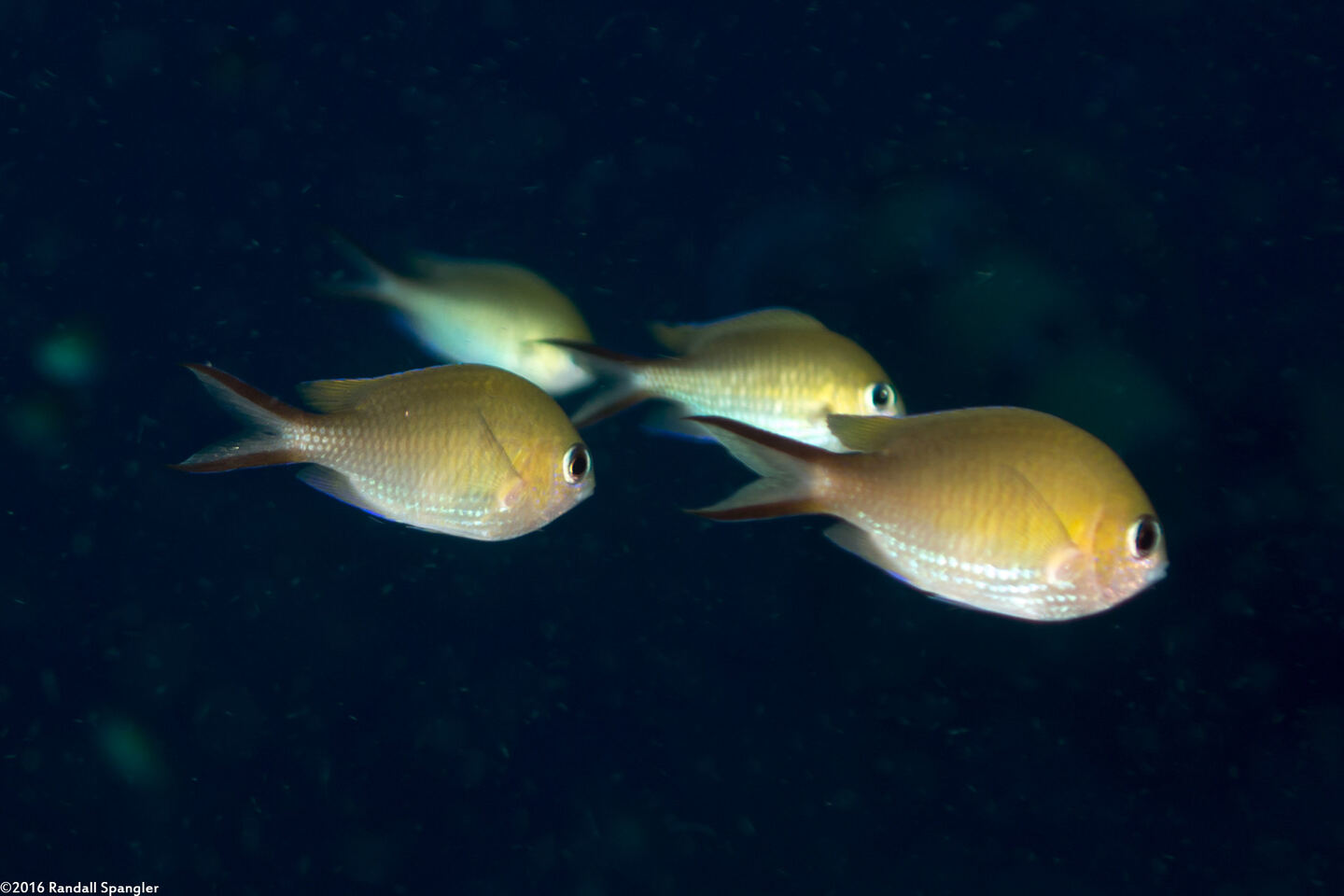 Chromis ternatensis (Ternate Chromis)