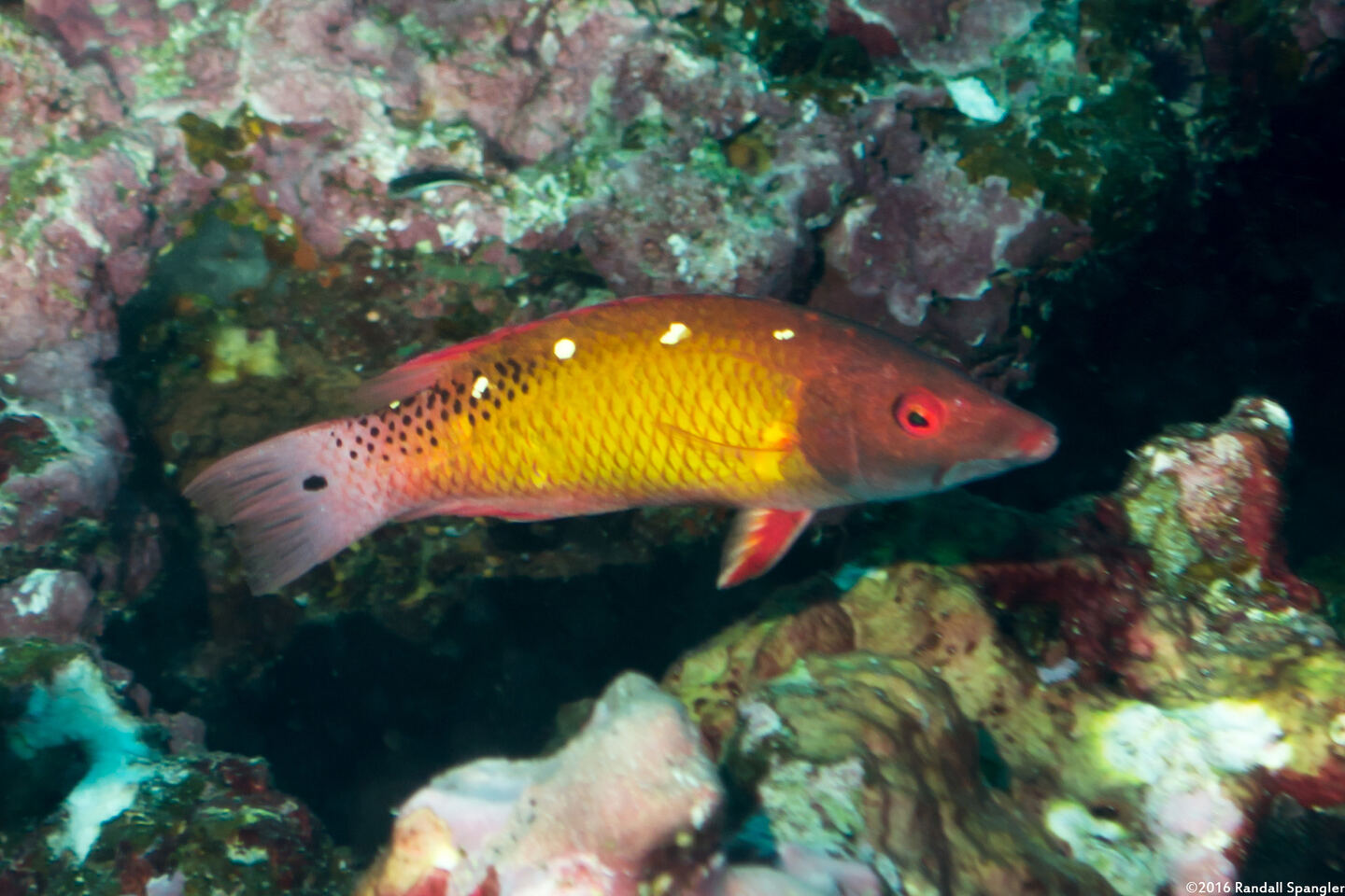 Bodianus diana (Diana's Hogfish)